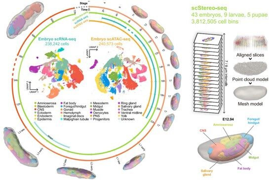 Overall summary of this paper Credit Wang, Mingyue et al. Cell, 2025